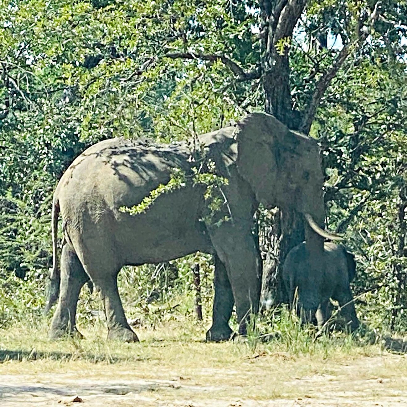 An elephant and its calf standing in dappled shade beneath a tree in Hwange