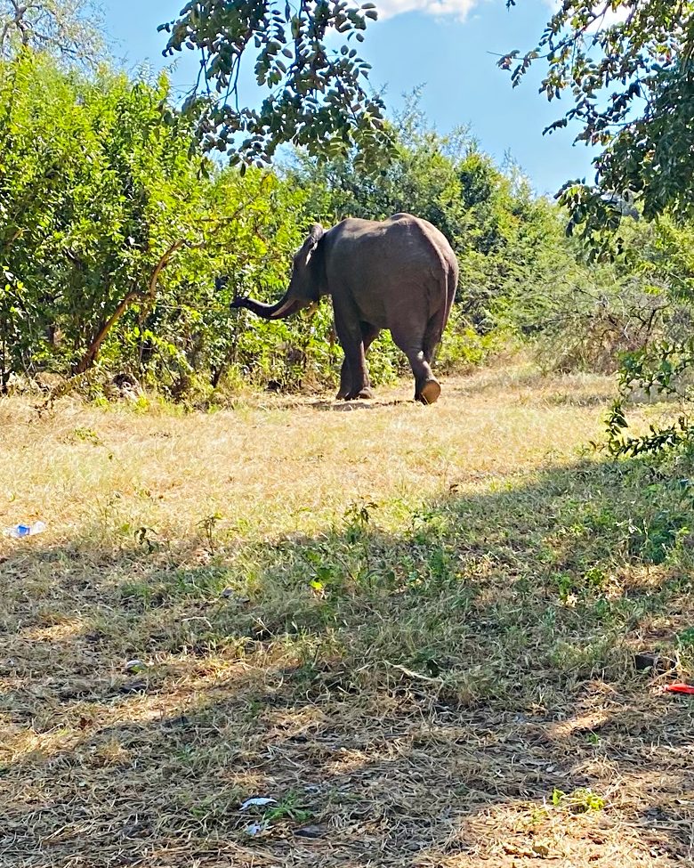 An elephant crossing the road ahead, photographed from the driver's seat on a self-drive