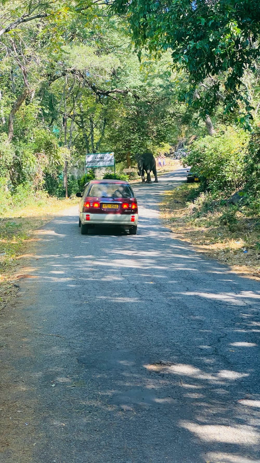 An elephant standing on a tree-lined town road in Kariba, a car waiting at a respectful distance
