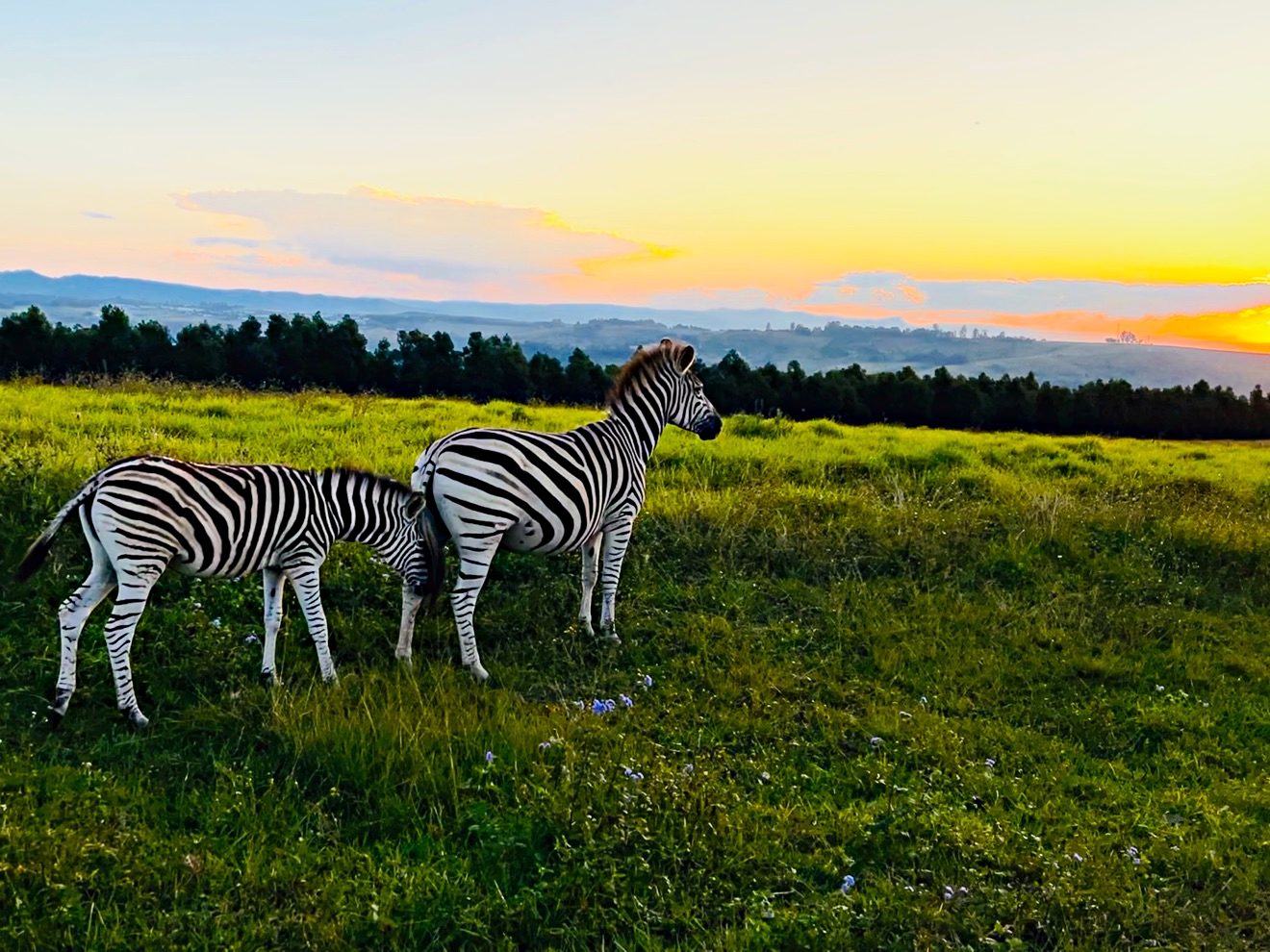 A zebra mare and her foal in green pasture at sunset in the highlands